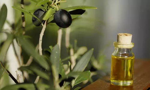 Olive Leaf Extract
