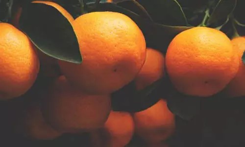Vitamin C Supports More Than Immunity